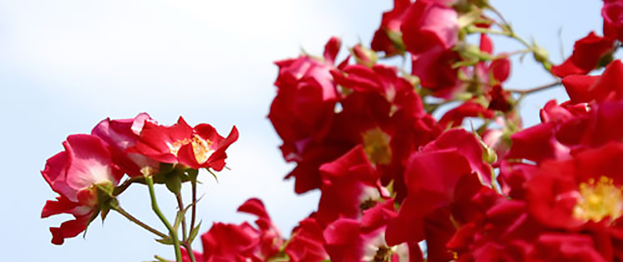 奈良市あやめ池南  小児科